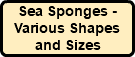 Sea Sponges - Various Shapes and Sizes